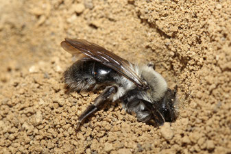 Weidensandbiene: Mathias Lohr (LBV Bildarchiv)