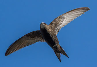 Mauersegler: hoernchen72@chaos.social (Mastodon)