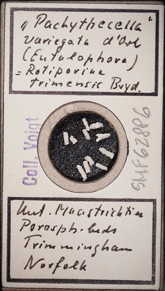 Senckenberg, Bryozoa, Bryozoen, Moostierchen, Sammlung Voigt