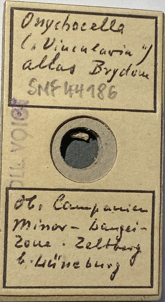 Senckenberg, Bryozoa, Bryozoen, Moostierchen, Sammlung Voigt