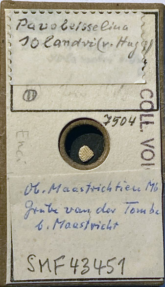 Senckenberg, Bryozoa, Bryozoen, Moostierchen, Sammlung Voigt