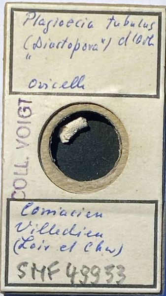 Senckenberg, Bryozoa, Bryozoen, Moostierchen, Sammlung Voigt