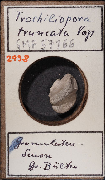 Senckenberg, Bryozoa, Bryozoen, Moostierchen, Sammlung Voigt