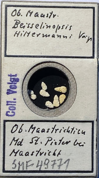 Senckenberg, Bryozoa, Bryozoen, Moostierchen, Sammlung Voigt