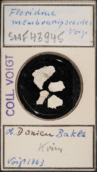 Senckenberg, Bryozoa, Bryozoen, Moostierchen, Sammlung Voigt