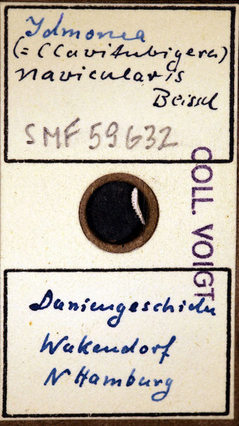 Senckenberg, Bryozoa, Bryozoen, Moostierchen, Sammlung Voigt
