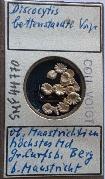 Senckenberg, Bryozoa, Bryozoen, Moostierchen, Sammlung Voigt