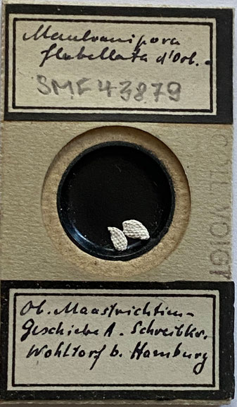 Senckenberg, Bryozoa, Bryozoen, Moostierchen, Sammlung Voigt