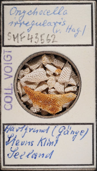 Senckenberg, Bryozoa, Bryozoen, Moostierchen, Sammlung Voigt