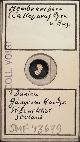 Senckenberg, Bryozoa, Bryozoen, Moostierchen, Sammlung Voigt