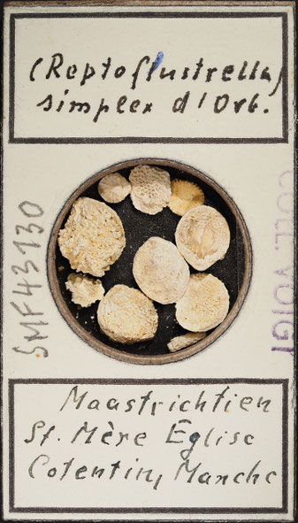 Senckenberg, Bryozoa, Bryozoen, Moostierchen, Sammlung Voigt