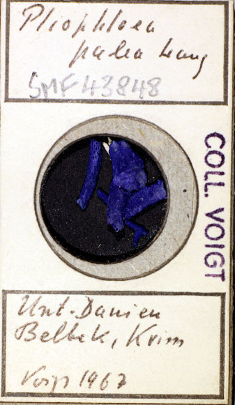 Senckenberg, Bryozoa, Bryozoen, Moostierchen, Sammlung Voigt