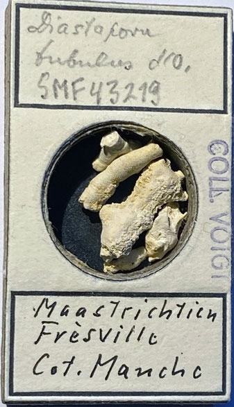 Senckenberg, Bryozoa, Bryozoen, Moostierchen, Sammlung Voigt