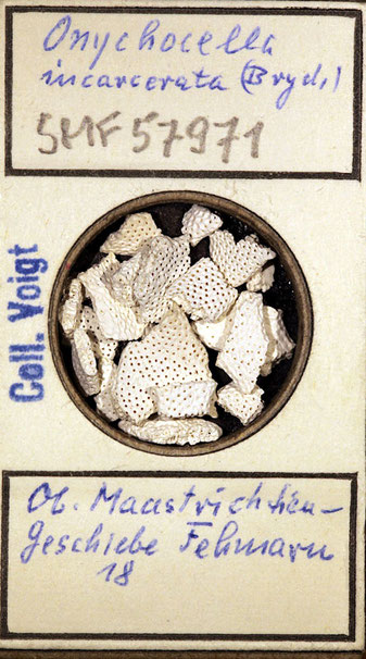 Senckenberg, Bryozoa, Bryozoen, Moostierchen, Sammlung Voigt