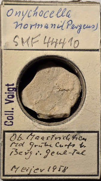 Senckenberg, Bryozoa, Bryozoen, Moostierchen, Sammlung Voigt