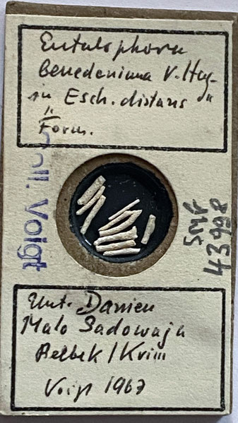 Senckenberg, Bryozoa, Bryozoen, Moostierchen, Sammlung Voigt