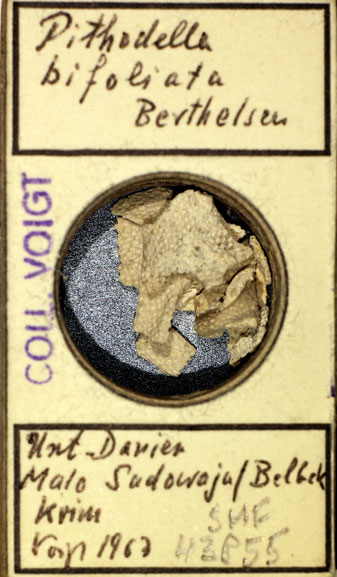 Senckenberg, Bryozoa, Bryozoen, Moostierchen, Sammlung Voigt