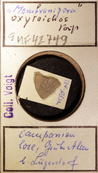 Senckenberg, Bryozoa, Bryozoen, Moostierchen, Sammlung Voigt