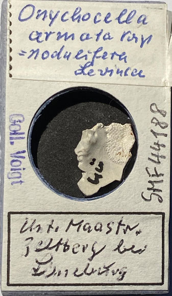 Senckenberg, Bryozoa, Bryozoen, Moostierchen, Sammlung Voigt