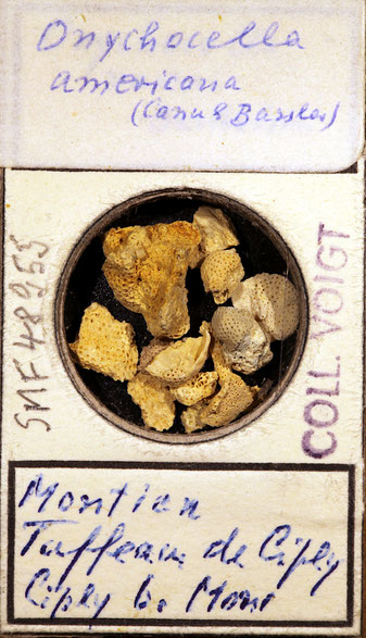 Senckenberg, Bryozoa, Bryozoen, Moostierchen, Sammlung Voigt