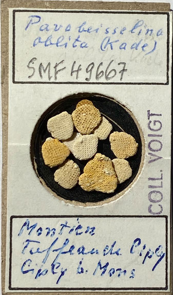 Senckenberg, Bryozoa, Bryozoen, Moostierchen, Sammlung Voigt