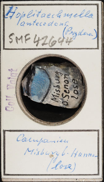 Senckenberg, Bryozoa, Bryozoen, Moostierchen, Sammlung Voigt