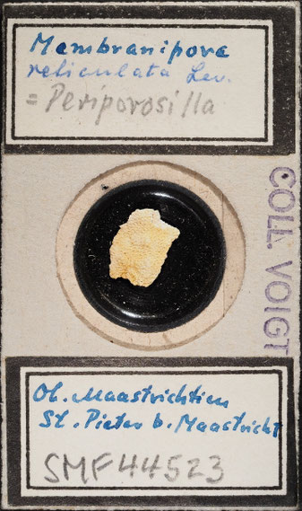 Senckenberg, Bryozoa, Bryozoen, Moostierchen, Sammlung Voigt