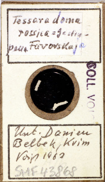 Senckenberg, Bryozoa, Bryozoen, Moostierchen, Sammlung Voigt
