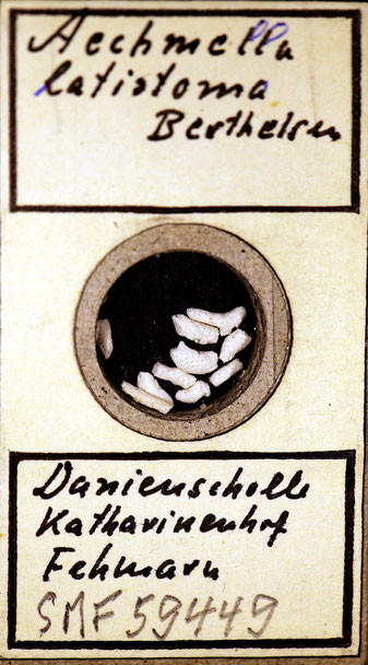 Senckenberg, Bryozoa, Bryozoen, Moostierchen, Sammlung Voigt