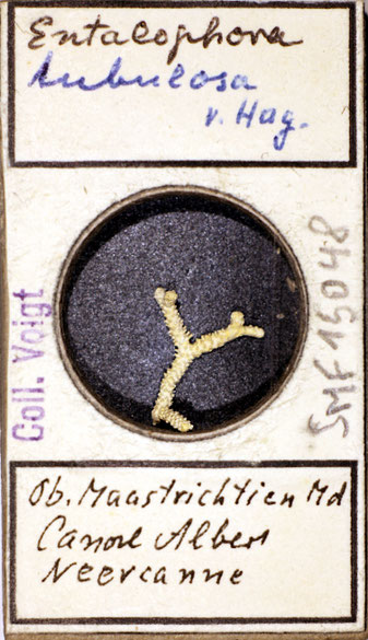 Senckenberg, Bryozoa, Bryozoen, Moostierchen, Sammlung Voigt