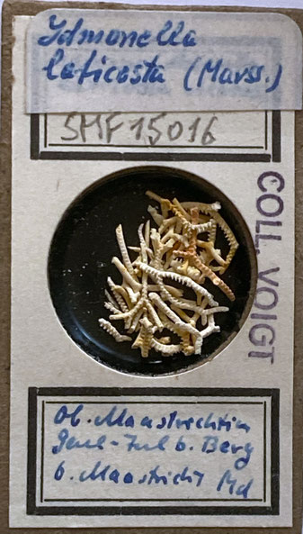 Senckenberg, Bryozoa, Bryozoen, Moostierchen, Sammlung Voigt
