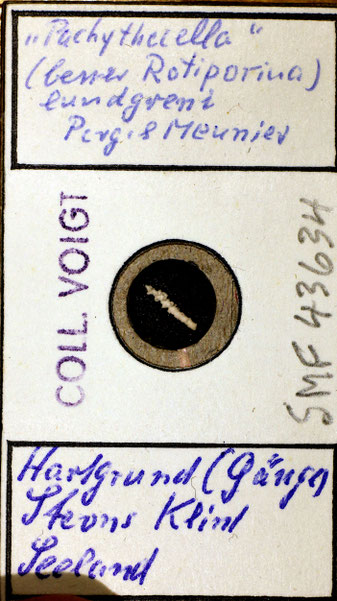 Senckenberg, Bryozoa, Bryozoen, Moostierchen, Sammlung Voigt