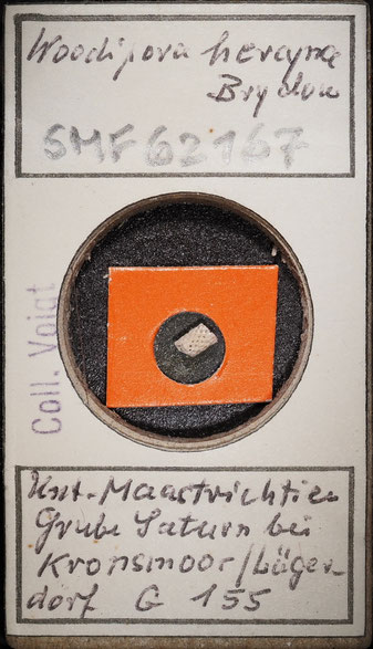 Senckenberg, Bryozoa, Bryozoen, Moostierchen, Sammlung Voigt