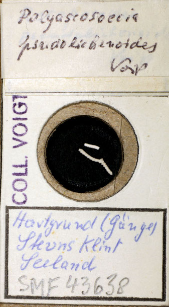 Senckenberg, Bryozoa, Bryozoen, Moostierchen, Sammlung Voigt