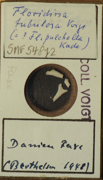 Senckenberg, Bryozoa, Bryozoen, Moostierchen, Sammlung Voigt