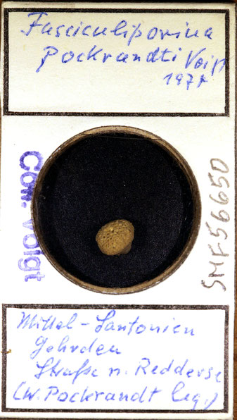 Senckenberg, Bryozoa, Bryozoen, Moostierchen, Sammlung Voigt