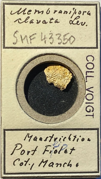 Senckenberg, Bryozoa, Bryozoen, Moostierchen, Sammlung Voigt