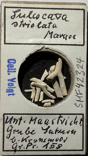 Senckenberg, Bryozoa, Bryozoen, Moostierchen, Sammlung Voigt