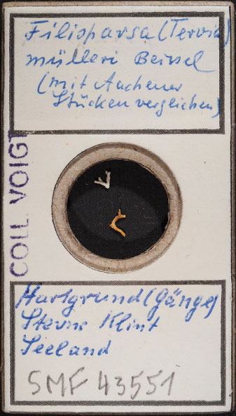 Senckenberg, Bryozoa, Bryozoen, Moostierchen, Sammlung Voigt