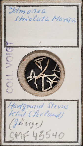 Senckenberg, Bryozoa, Bryozoen, Moostierchen, Sammlung Voigt