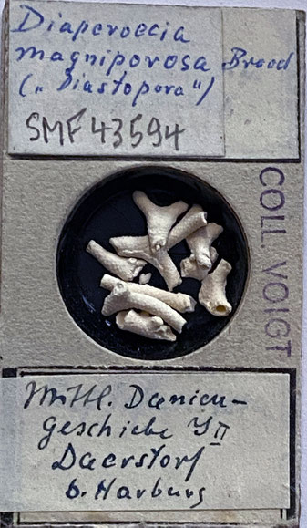Senckenberg, Bryozoa, Bryozoen, Moostierchen, Sammlung Voigt