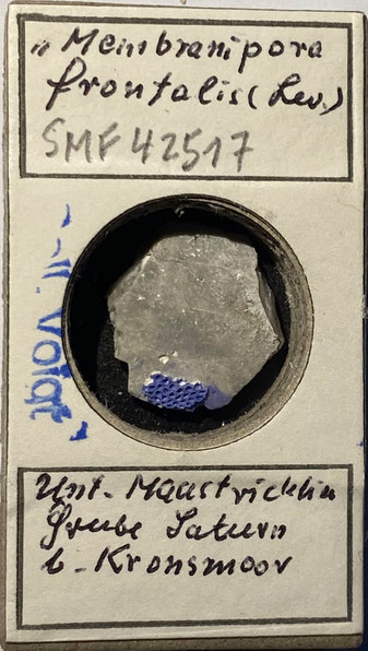 Senckenberg, Bryozoa, Bryozoen, Moostierchen, Sammlung Voigt