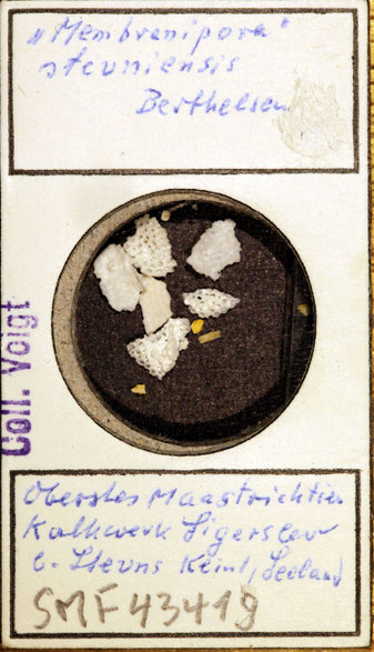 Senckenberg, Bryozoa, Bryozoen, Moostierchen, Sammlung Voigt