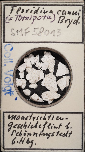 Senckenberg, Bryozoa, Bryozoen, Moostierchen, Sammlung Voigt