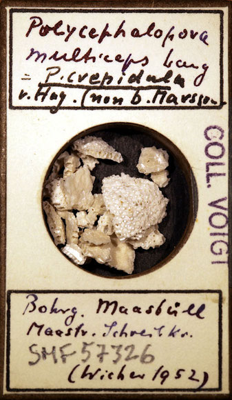 Senckenberg, Bryozoa, Bryozoen, Moostierchen, Sammlung Voigt