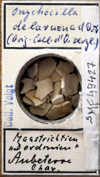Senckenberg, Bryozoa, Bryozoen, Moostierchen, Sammlung Voigt