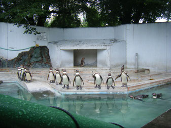 羽村動物園でペンギンに癒され～