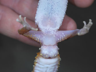 Male with hemipenis pockets and waxy pores on the belly