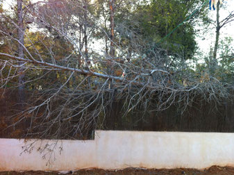 Tree fallen on the wall of a property