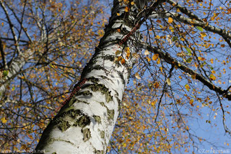 Baumstamm einer Birke im Herbst